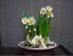 為什么要選擇綠植租賃公司租植物？