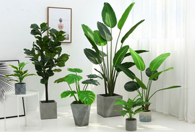 選擇綠植租擺為何比買綠植合適呢？